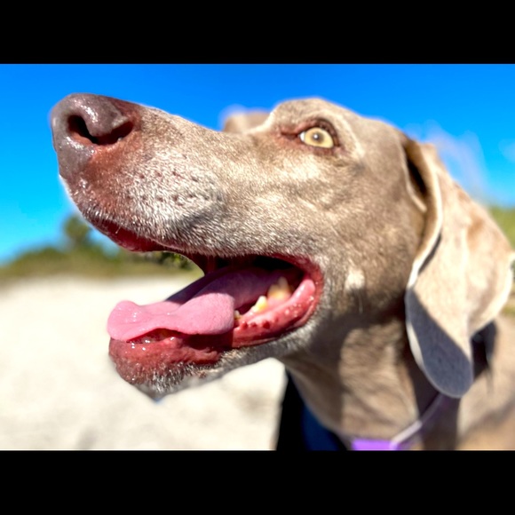 Meet your Posher, Jessica - Picture 1 of 2